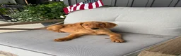 Golden Retriever dogs for sale: Golden Retriever 11 - Ad 7