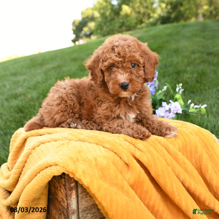 Miniature Poodle dogs Murphy - Ad 1