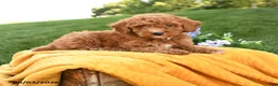 Miniature Poodle dogs for sale: Murphy - Ad 1