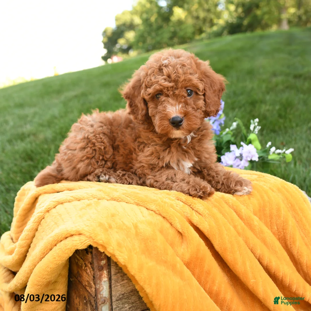 Miniature Poodle dogs for sale: Murphy - Ad 1