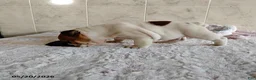 English Bulldog dogs for sale: Rory - Ad 5