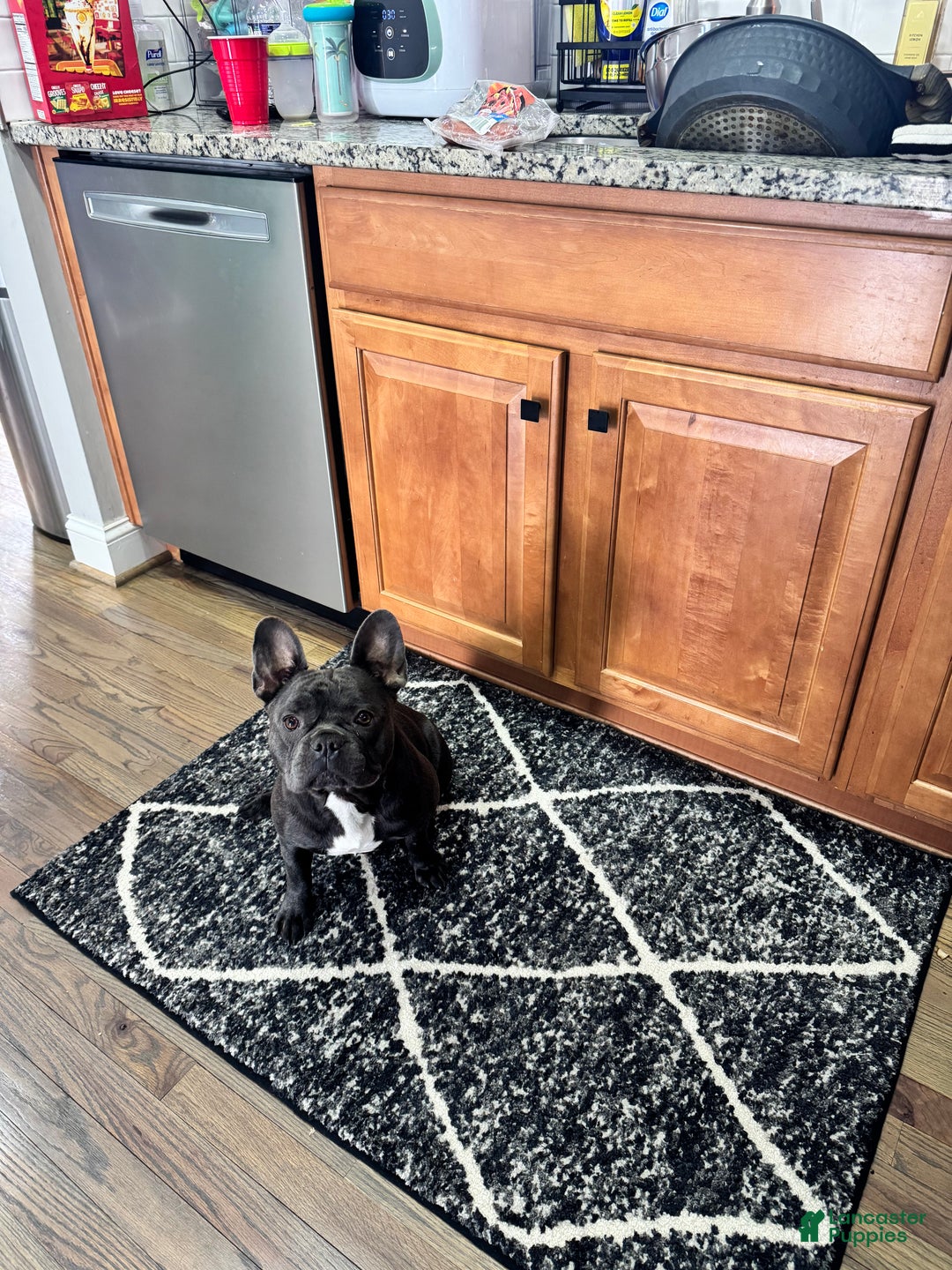 French Bulldog dogs for sale: Joxy - Ad 2