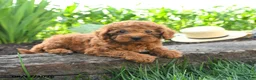 Miniature Poodle dogs for sale: Chloe - Ad 1