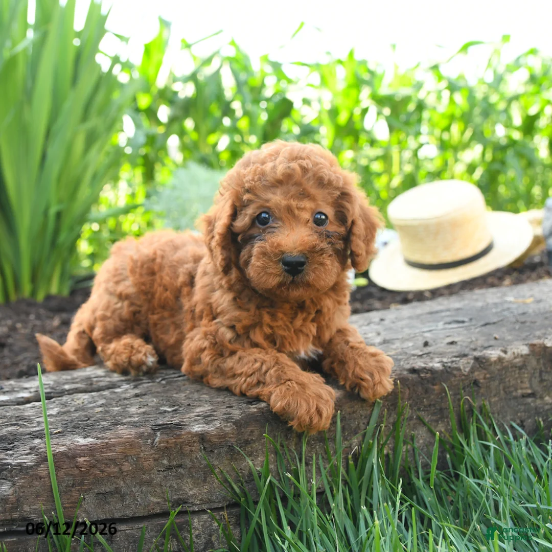 Miniature Poodle dogs for sale: Chloe - Ad 1