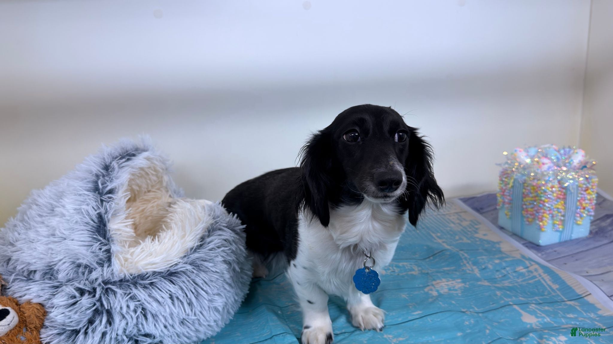 Miniature Dachshund dogs Miniature Dachshund 3 - Ad 2