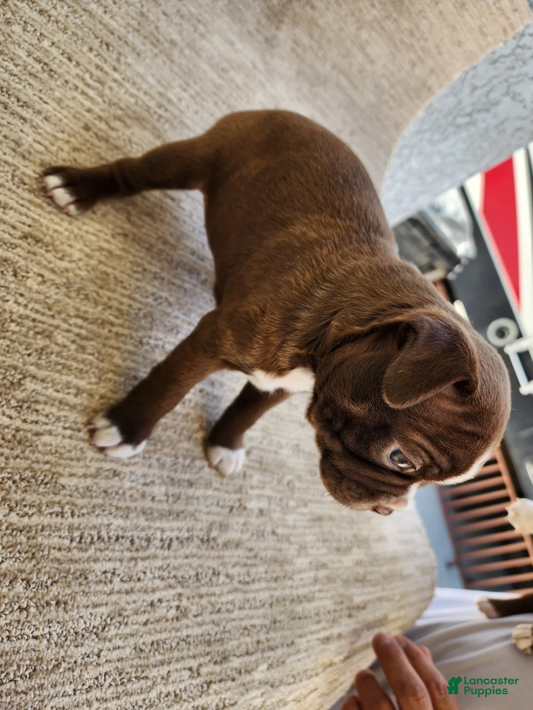 Boston Terrier dogs for sale: Boston Terrier 2 - Ad 2