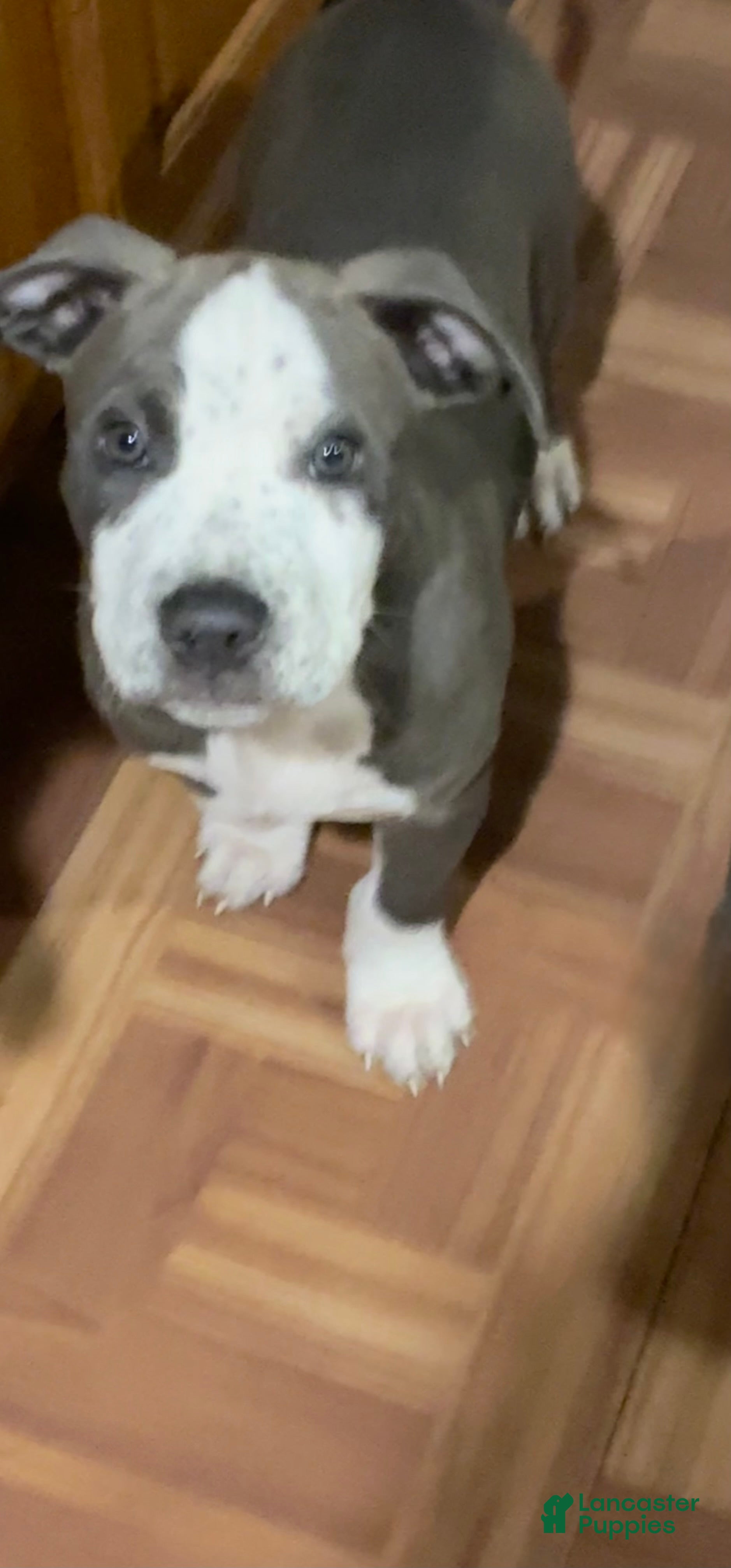 American Pit Bull Terrier dogs for sale: American Pit Bull Terrier 1 - Ad 2