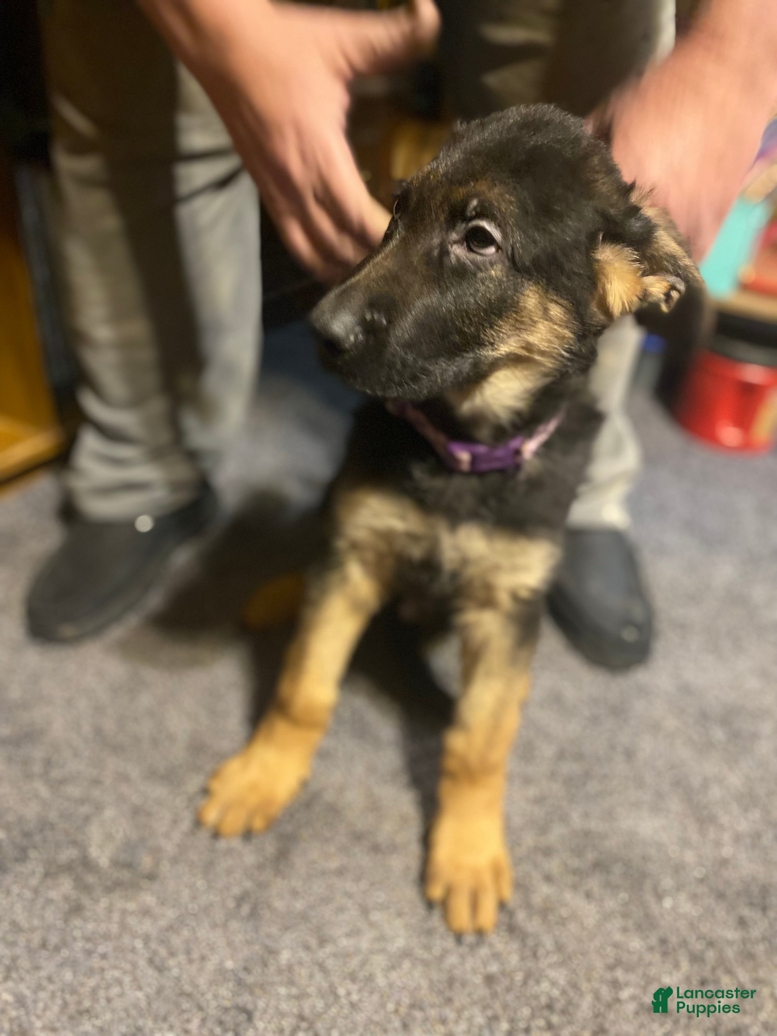 German Shepherd dogs German Shepherd Puppy 2 - Ad 1