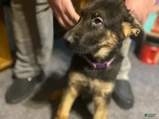 German Shepherd dogs for sale: German Shepherd Puppy 2 - Ad 3