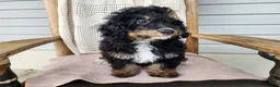 Mini Bernedoodle dogs for sale: Karly - Ad 6