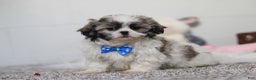 Shih Tzu dogs for sale: Clark - Ad 4