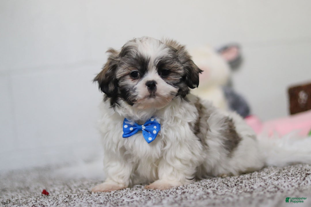 Shih Tzu dogs for sale: Clark - Ad 4