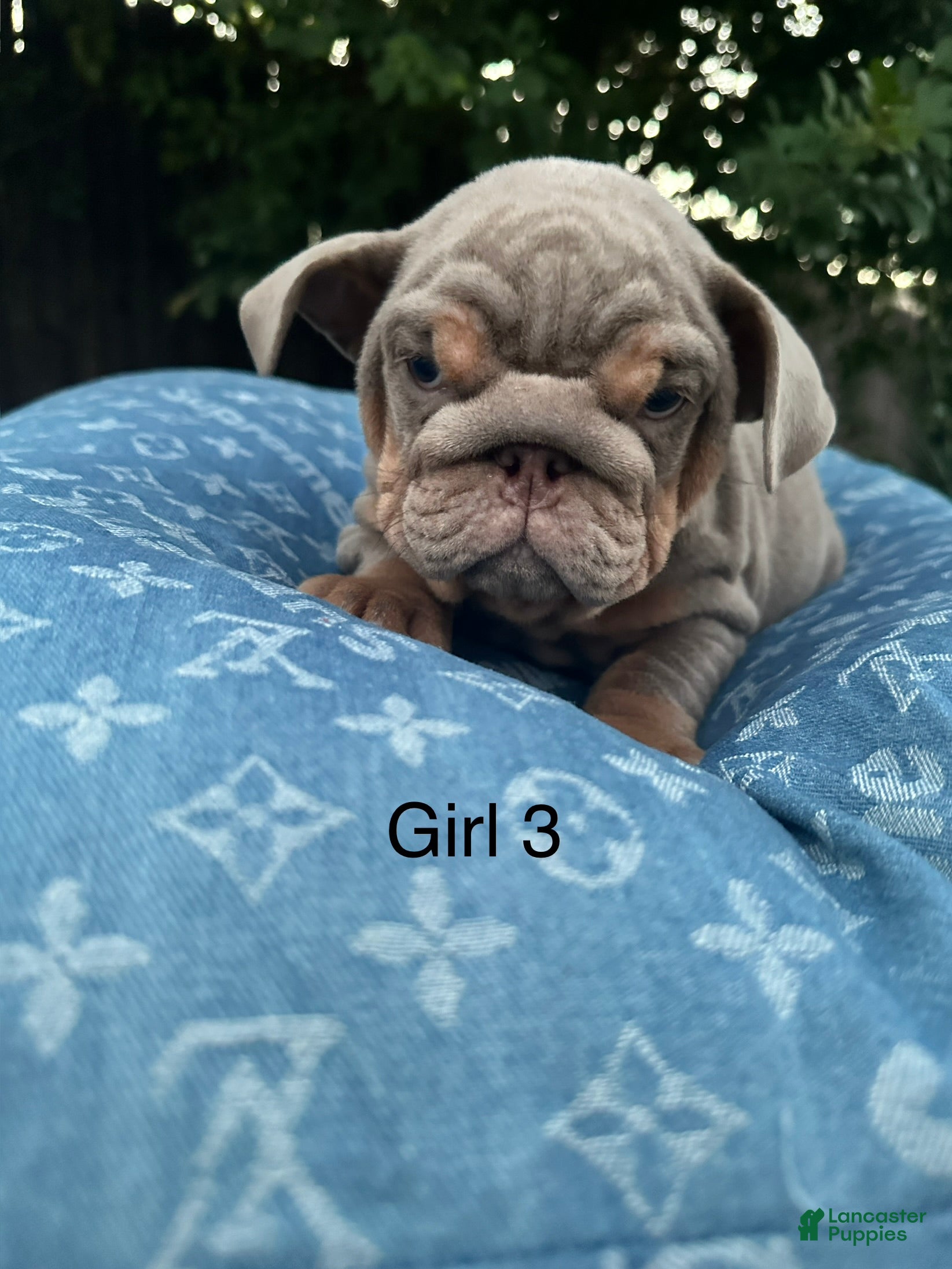 English Bulldog dogs English Bulldog 6 - Ad 8