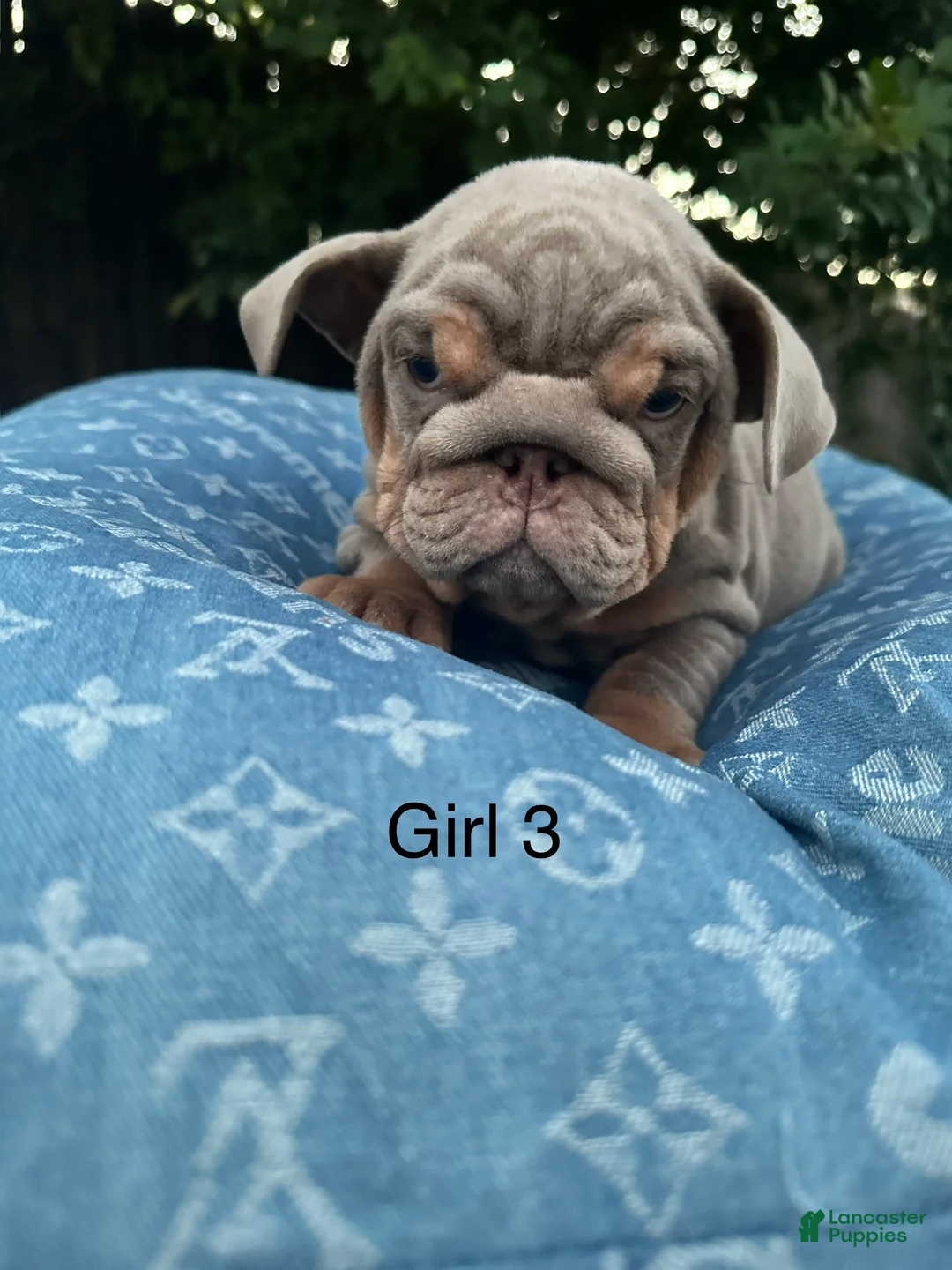 English Bulldog dogs for sale: English Bulldog 6 - Ad 1