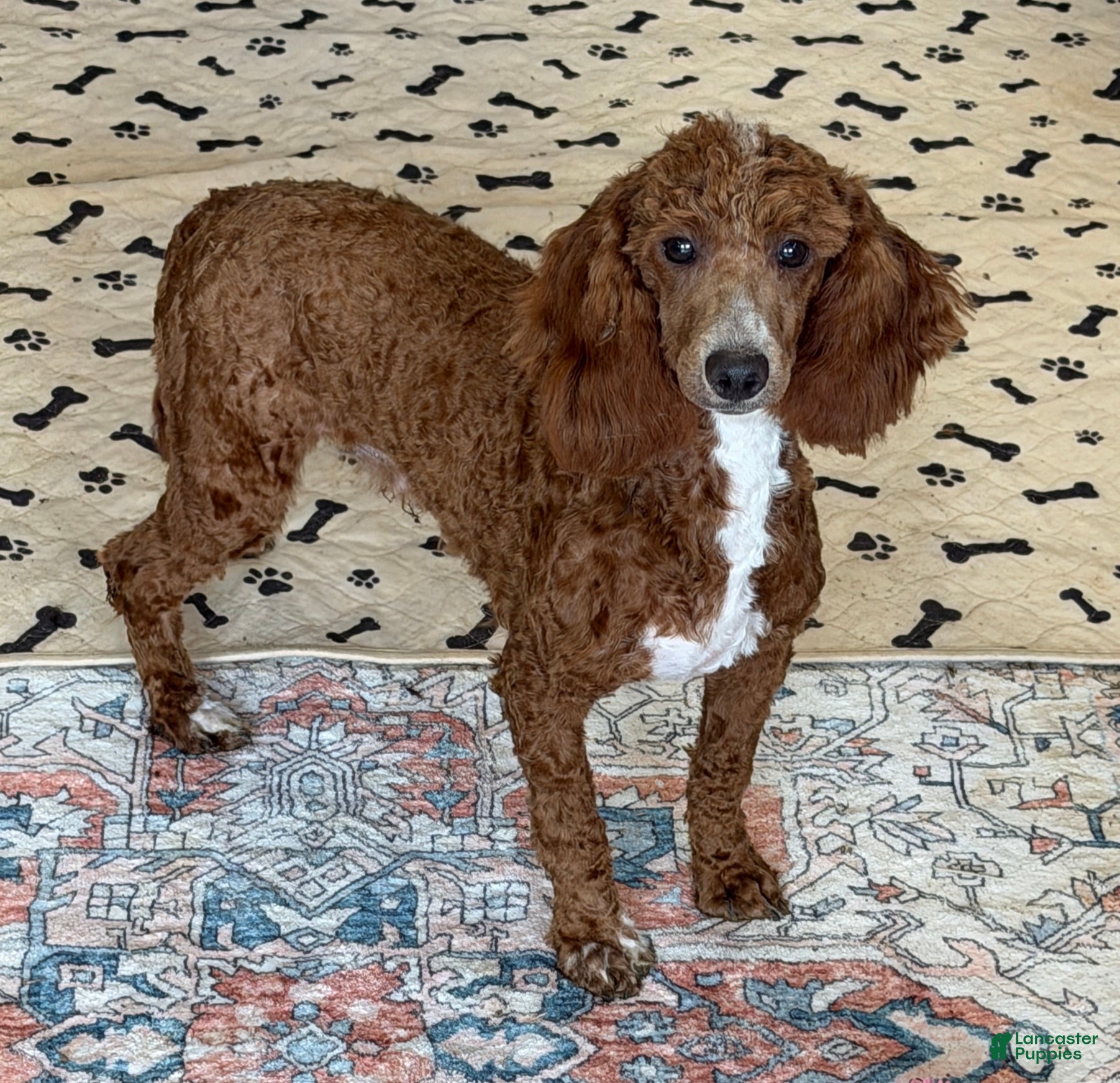 Miniature Poodle dogs Travis - Ad 9