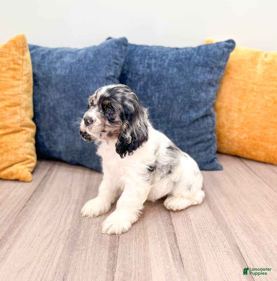 Cocker Spaniel dogs for sale: Cash - Ad 4