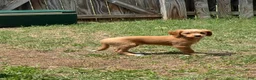Mixed Breed dogs for sale: Mimi - Ad 2