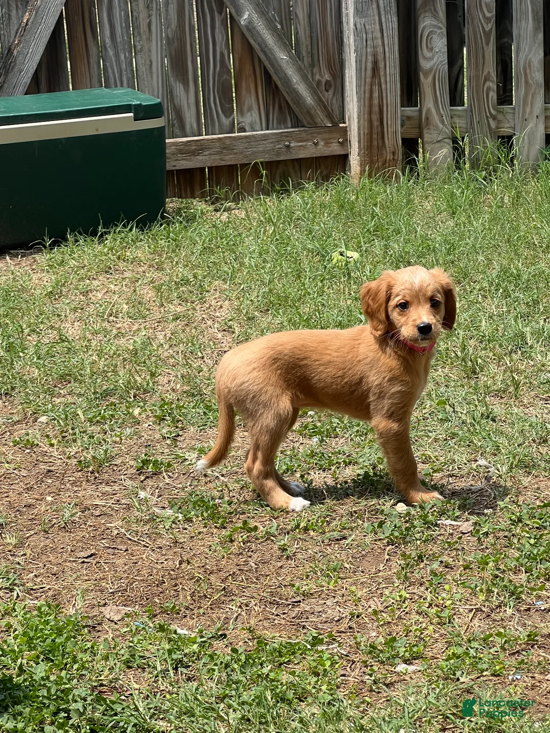 Mixed Breed dogs for sale: Mimi - Ad 2