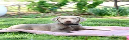 Labrador Retriever dogs for sale: Eddie - Ad 4