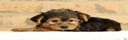 Yorkshire Terrier dogs for sale: Charlie - Ad 8
