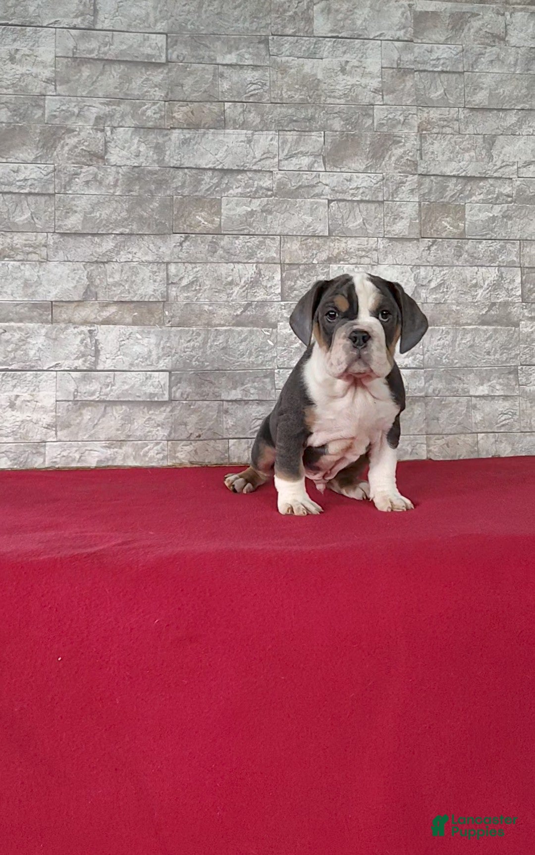 Beabull dogs for sale: Parker - Ad 5