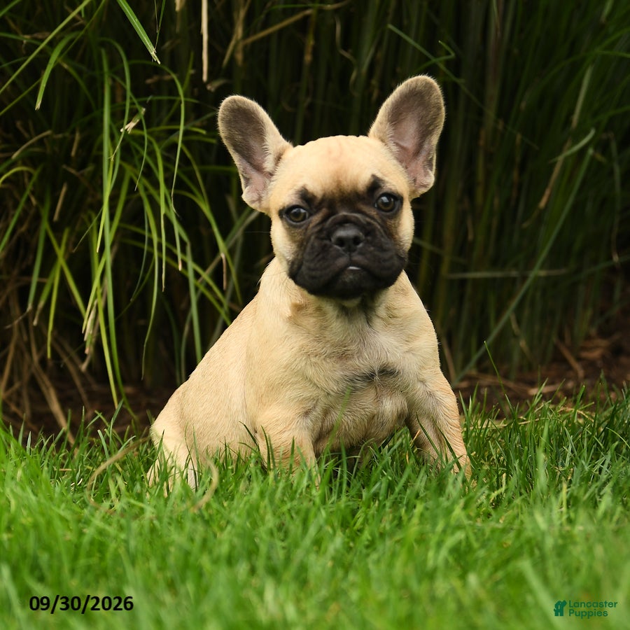 Marley (French Bulldog, Female) in Holtwood, PA