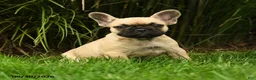 French Bulldog dogs for sale: Marley - Ad 1