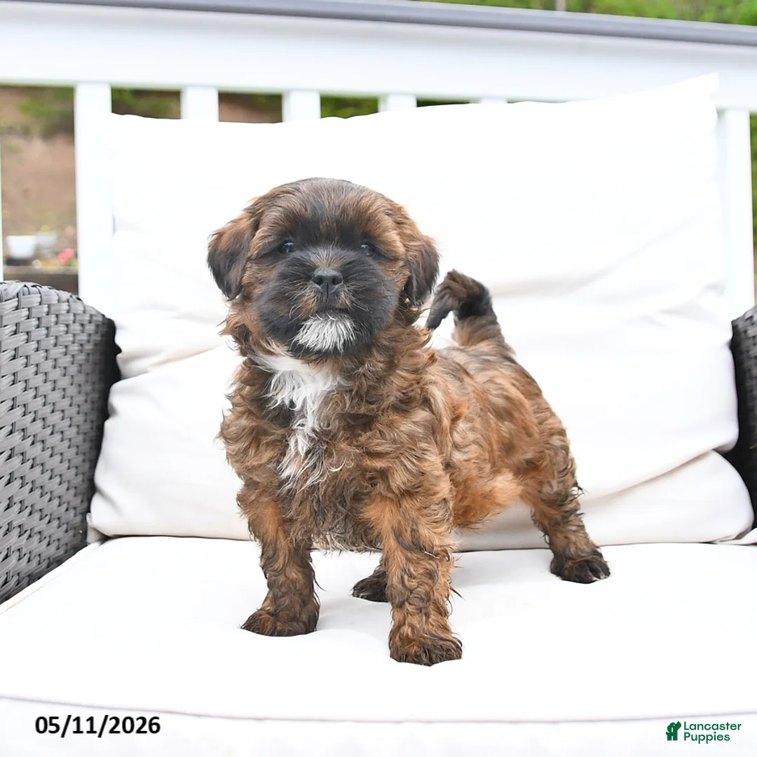 Mixed Breed dogs for sale: Pretzel - Ad 1