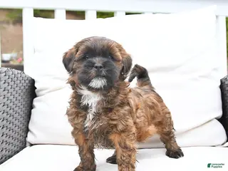 Mixed Breed dogs for sale: Pretzel - Ad 3