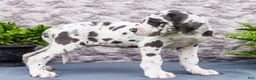 Great Dane dogs for sale: Keziah - Ad 6