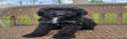 Bernedoodle dogs for sale: Bernedoodle Puppy 3 - Ad 8