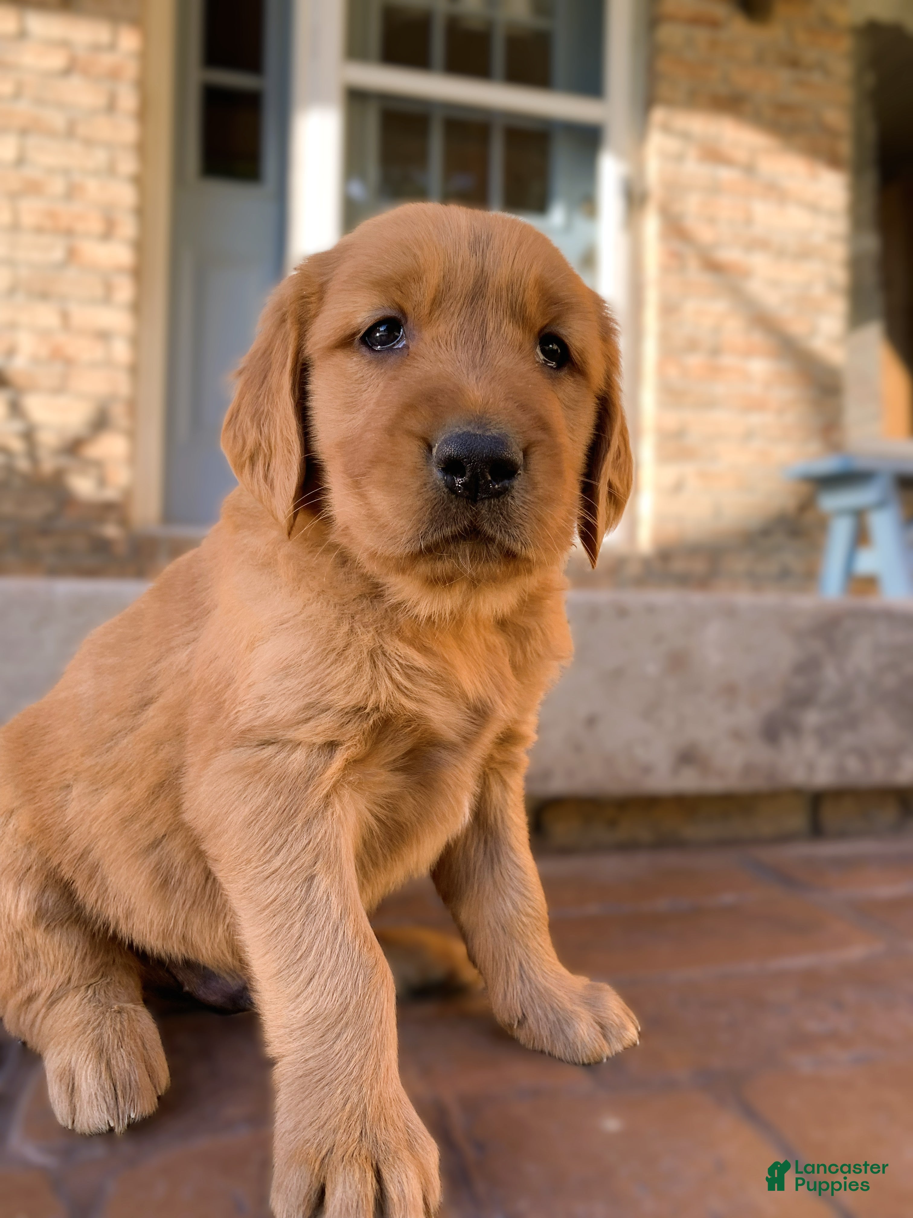 Golden Retriever dogs Azlan - Ad 1