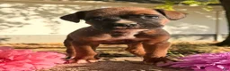 Boxer dogs for sale: Zeus Male AKC Boxer - Ad 6