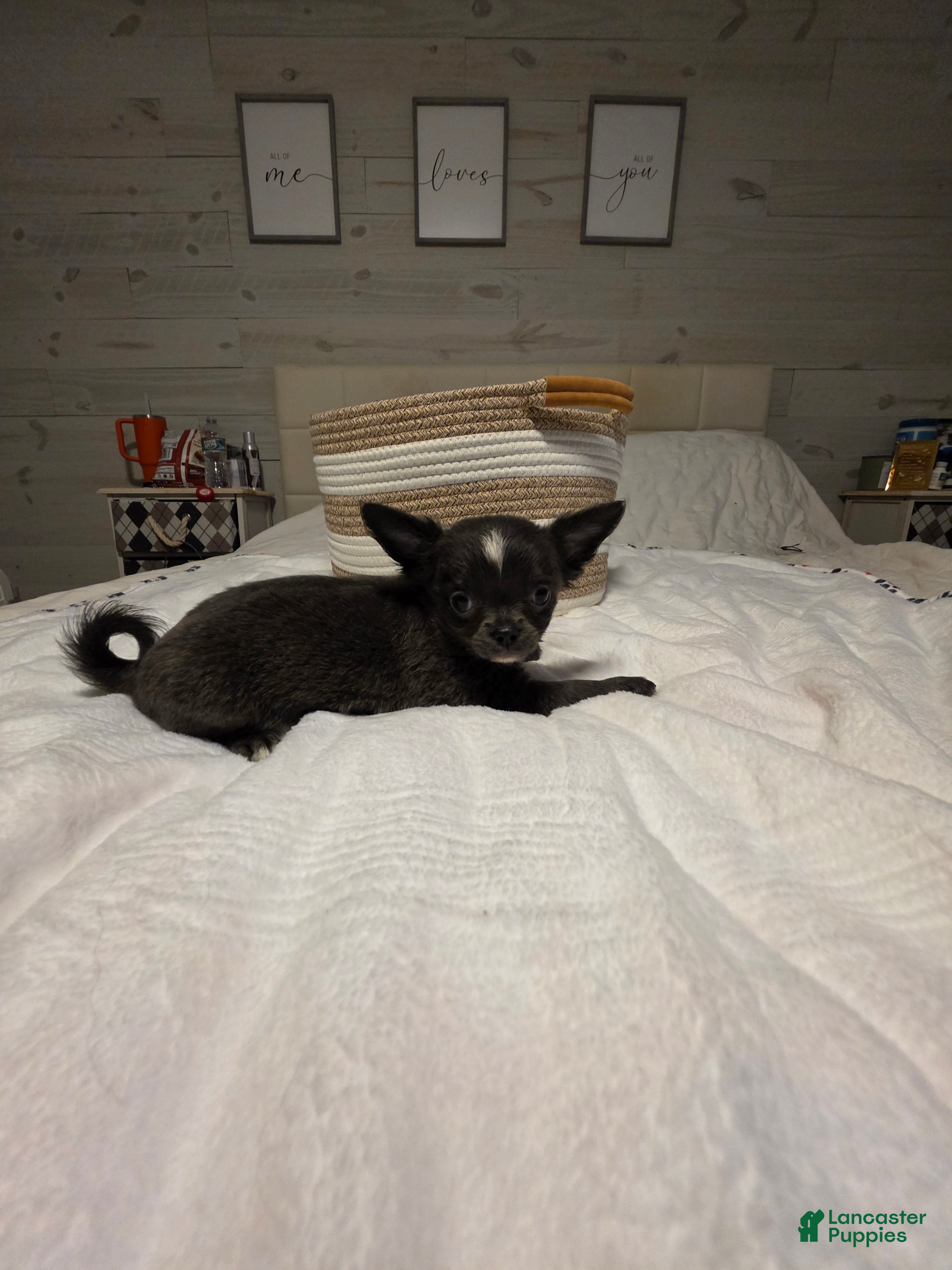 Chihuahua dogs for sale: Jillian - Ad 1
