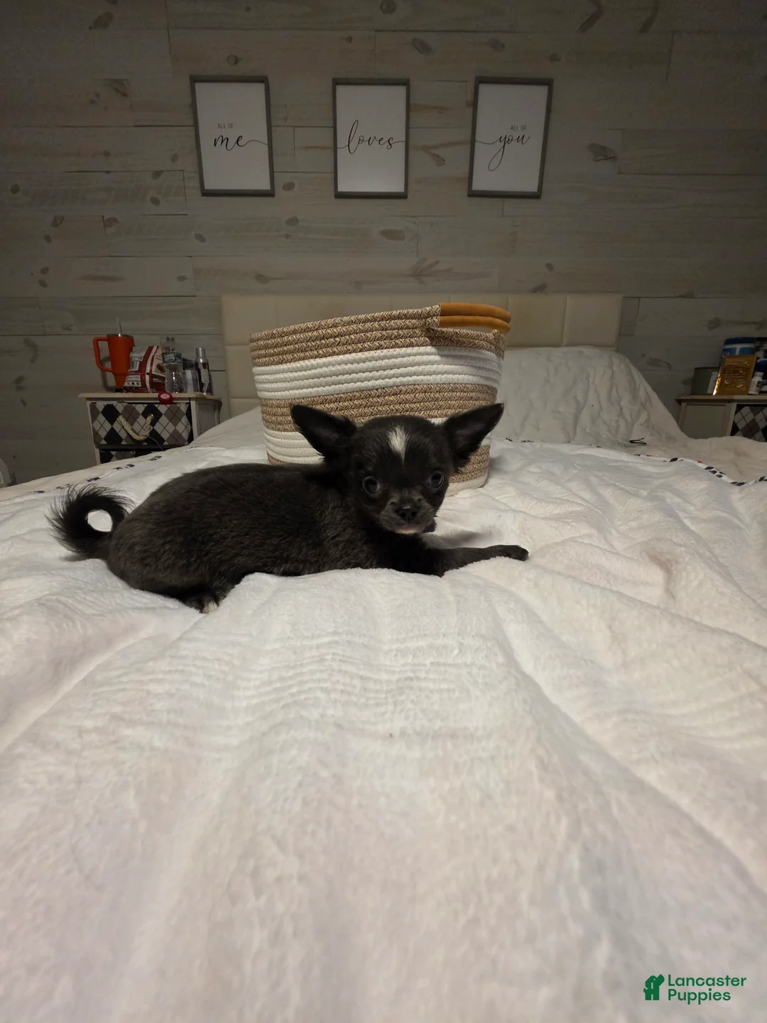 Chihuahua dogs for sale: Jillian - Ad 1