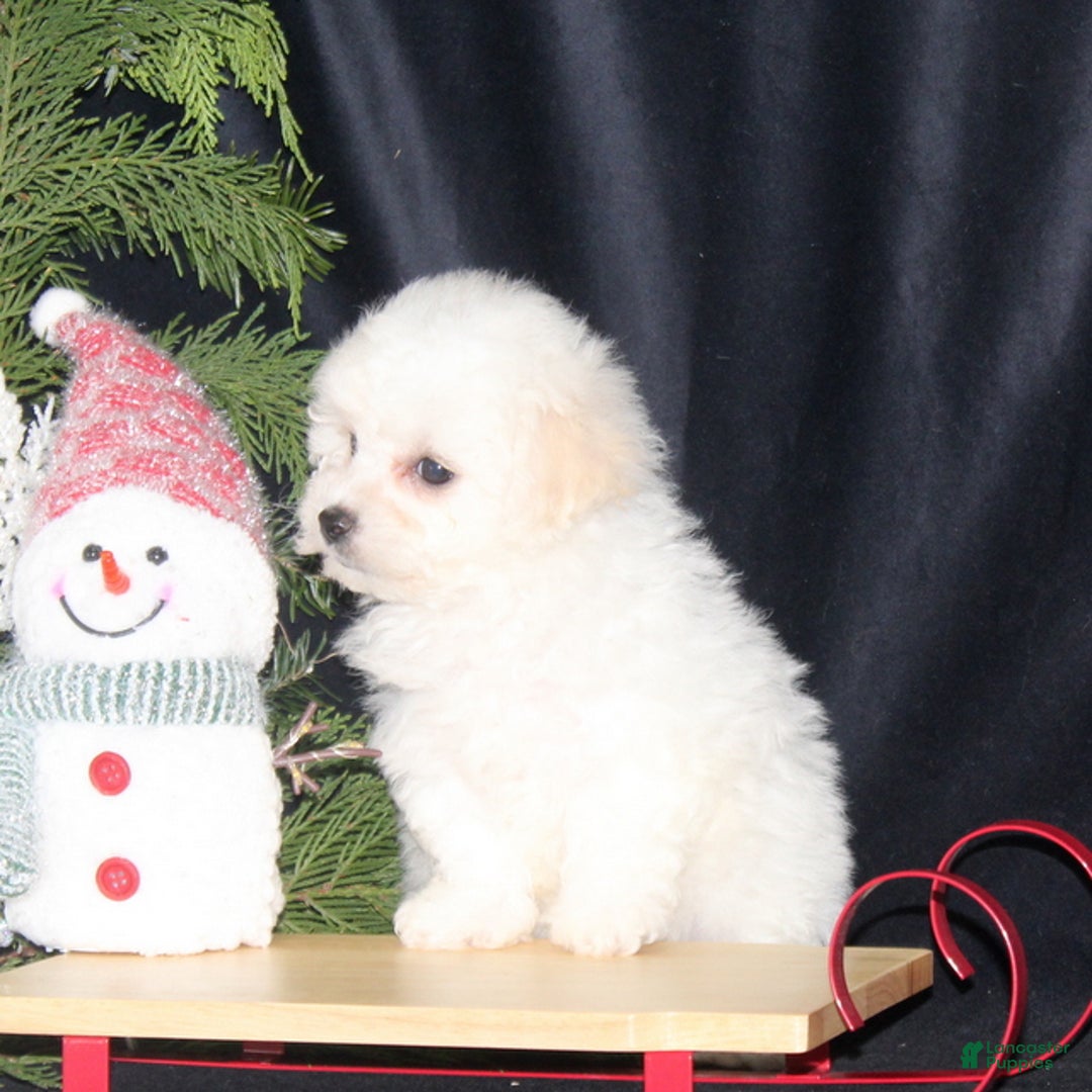 Bichon Frise dogs for sale: Lady - Ad 4