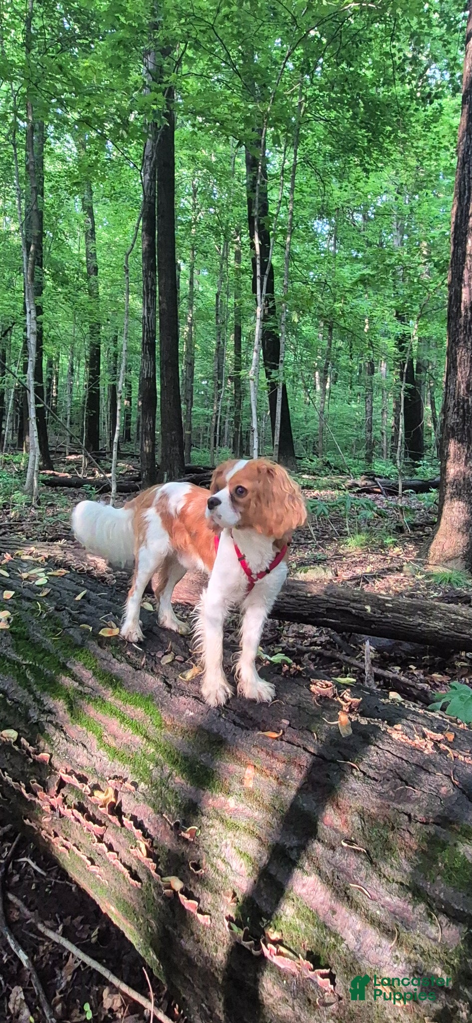 Cavalier King Charles Spaniel dogs Stud  - Ad 3