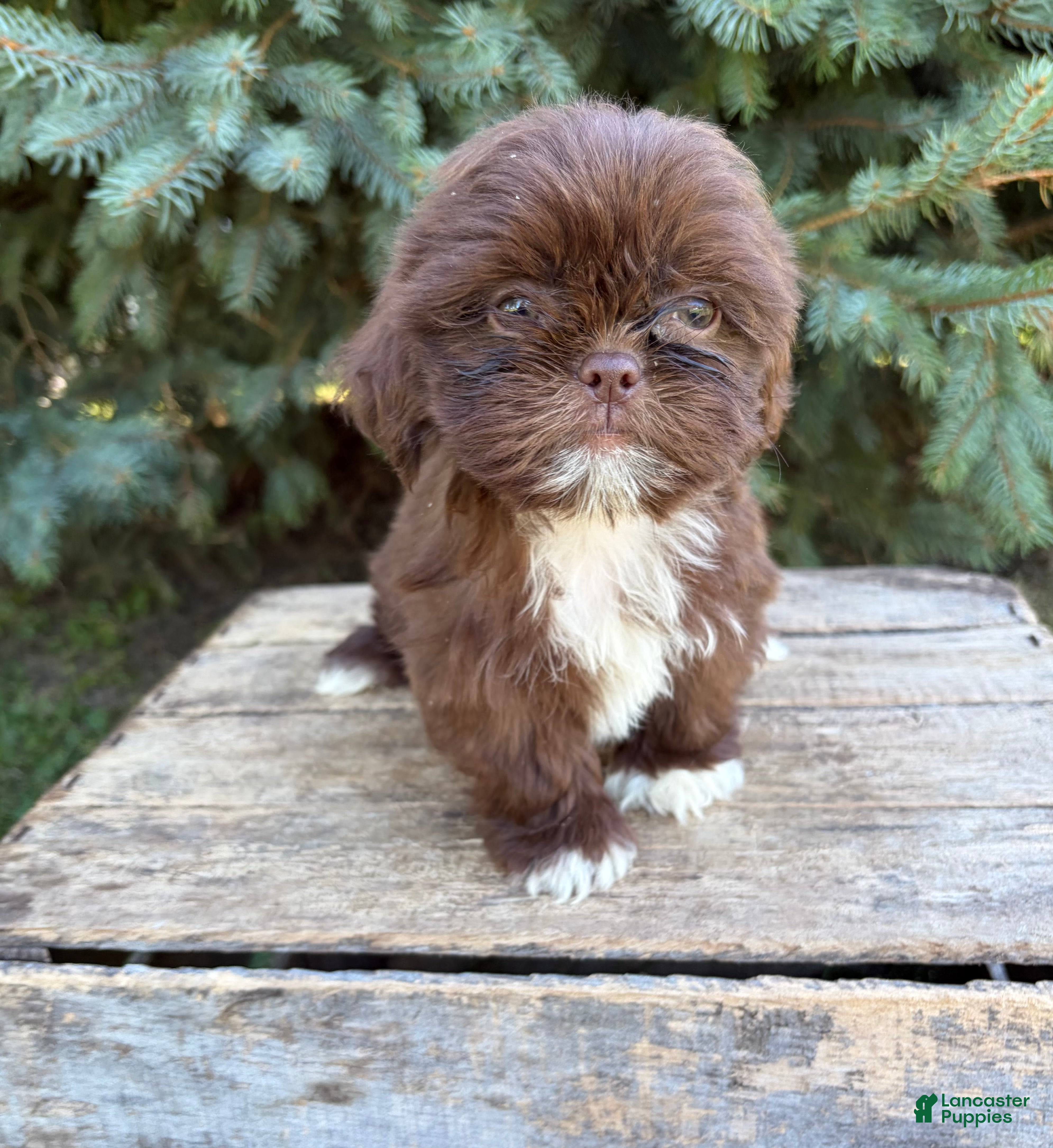 Shih Tzu dogs Lucy - Ad 2