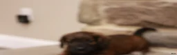 Jackapoo dogs for sale: John - Ad 7