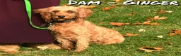 Mini Goldendoodle dogs for sale: Lane - Ad 10