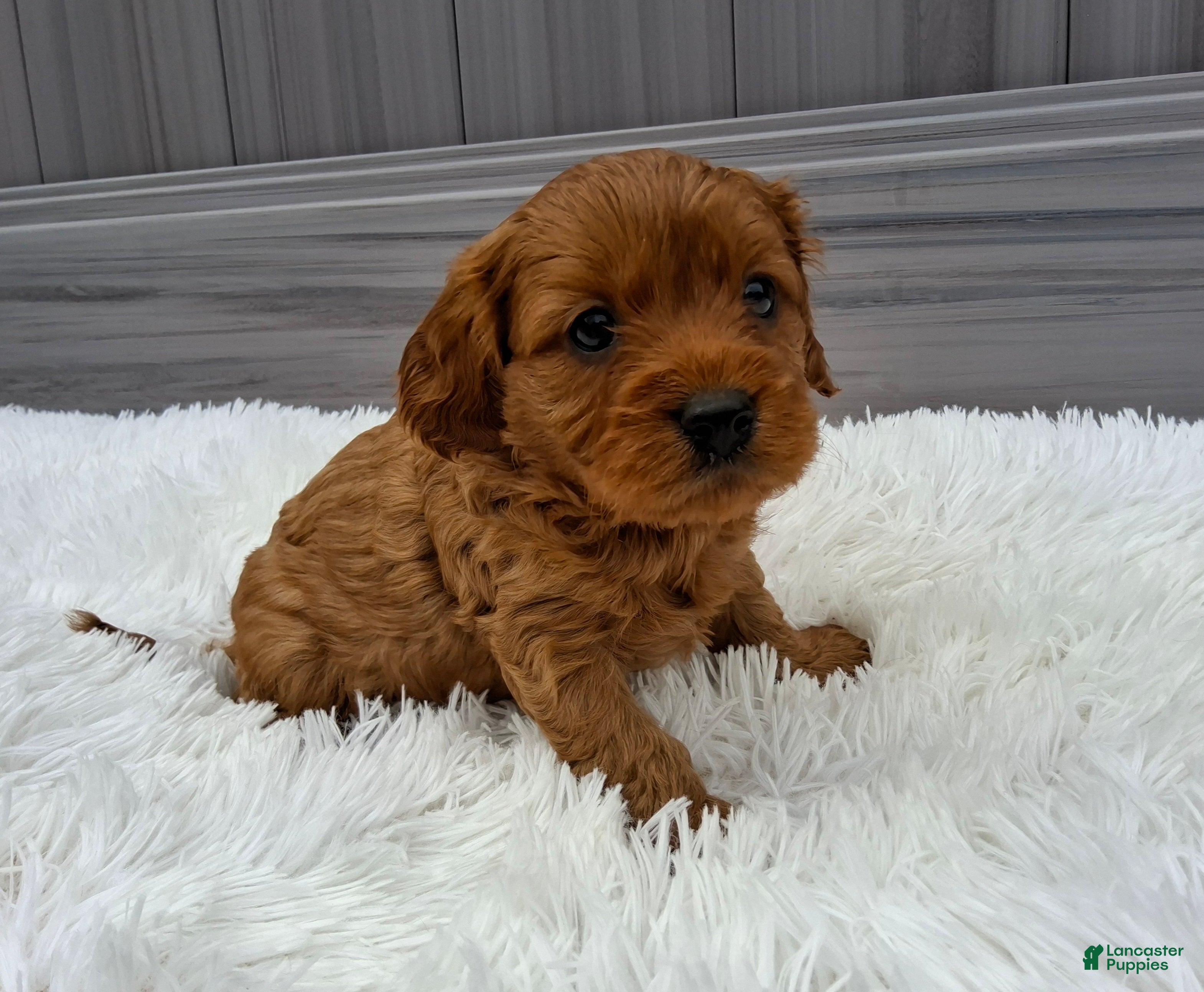 Cavapoo dogs Navy - Ad 1