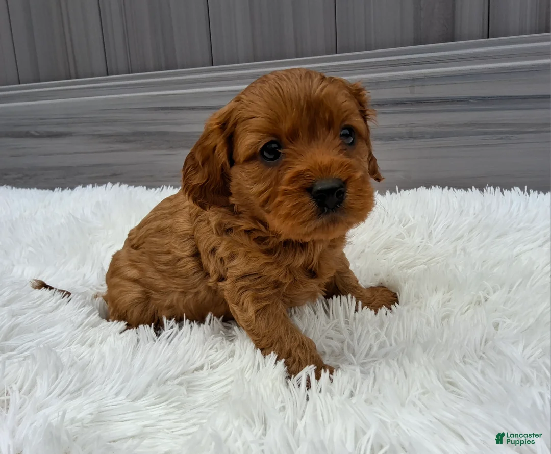 Cavapoo dogs for sale: Navy - Ad 1