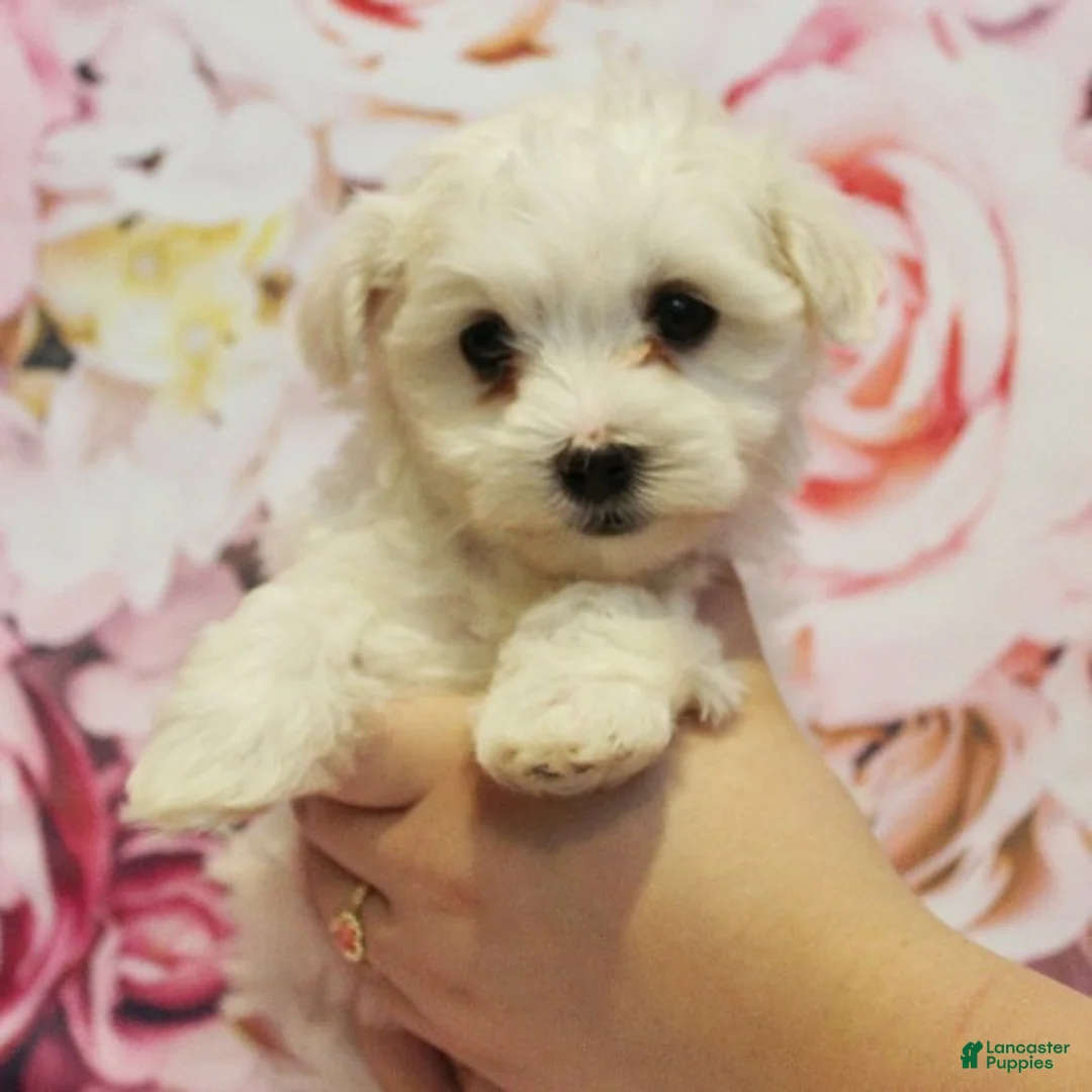 Maltese dogs for sale: Biscuit - Ad 3