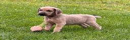 Great Dane dogs for sale: Sunshine  - Ad 3
