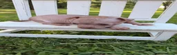 Chinese Crested dogs for sale: Chinese Crested 2 - Ad 14