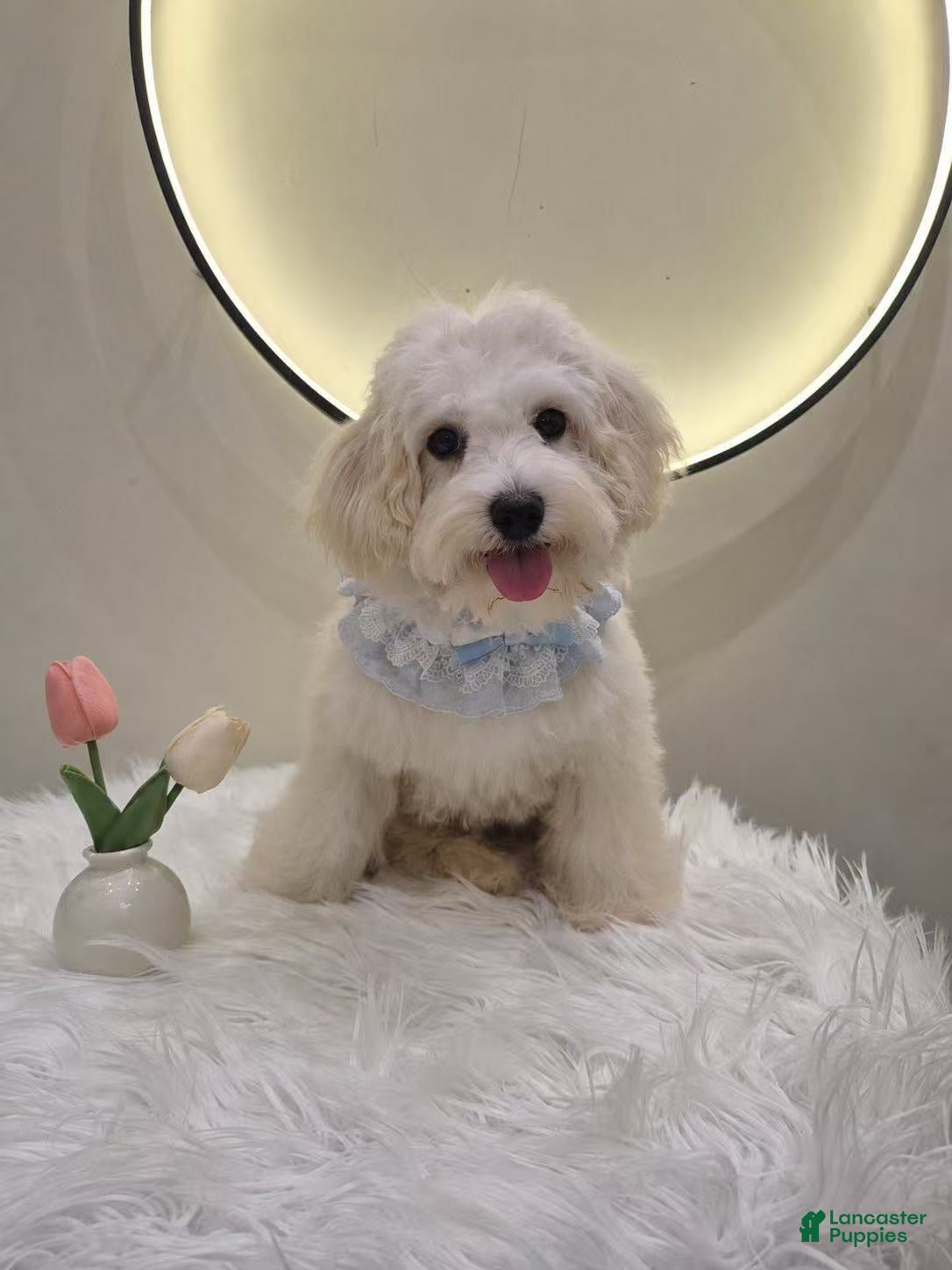Maltipoo dogs Milo - Ad 1