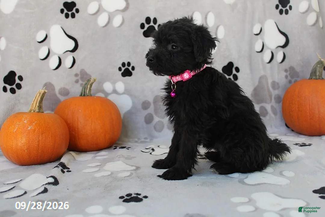 Yorkiepoo dogs for sale: Savannah - Ad 4