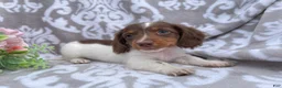 Miniature Dachshund dogs for sale: Heather - Ad 7