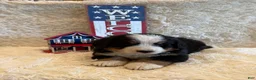 Bernese Mountain Dog dogs for sale: John - Ad 4