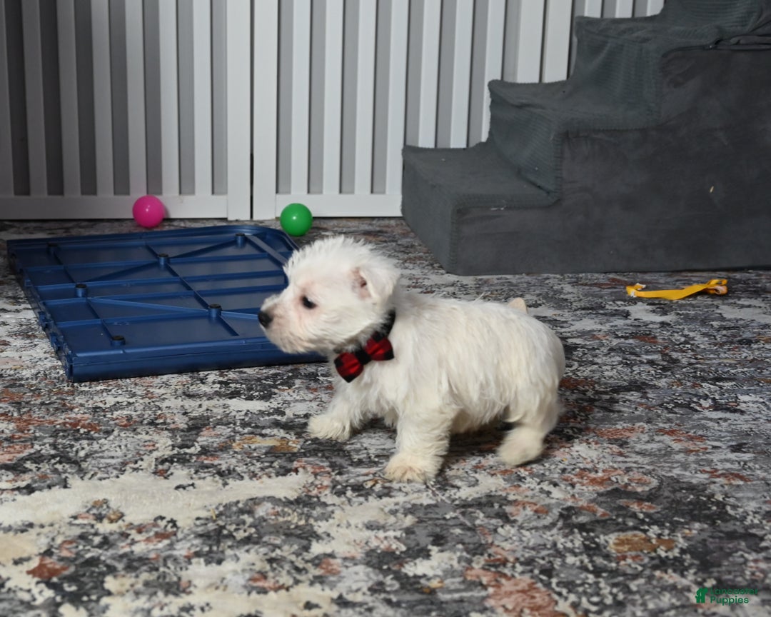 West Highland Terrier dogs for sale: Pat - Ad 3